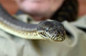 Hallan pitón extraviada hace casi un mes en edificio de Valparaíso: SAG informa que “apareció en el departamento donde vive”