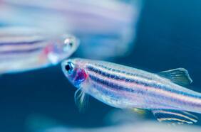 ¿Cómo afecta luz artificial a las especies marinas? Pionero estudio en Chile tiene la respuesta