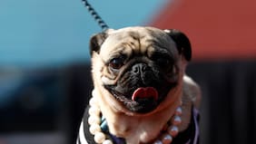 Ministerio de Transportes llama a trasladar mascotas de forma segura ante aumento de desplazamientos por Fiestas Patrias