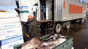 Organización internacional acusa que China sobreexplota la jibia y advierte impacto para Chile