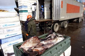 Organización internacional acusa que China sobreexplota la jibia y advierte impacto para Chile