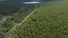 Arauco ya plantó la mitad del bosque requerido para megaproyecto Sucuriú y cifra en US$ 450 millones costo de puerto en Sao Paulo