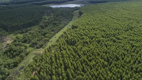 Arauco ya plantó la mitad del bosque requerido para megaproyecto Sucuriú y cifra en US$ 450 millones costo de puerto en Sao Paulo