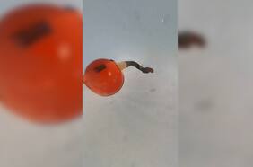 El increíble registro de un paracaidista español que graba el interior de una nube