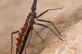 Vinchuca: científica alerta que insecto transmisor del Mal de Chagas llegaría hasta el Biobío por el cambio climático