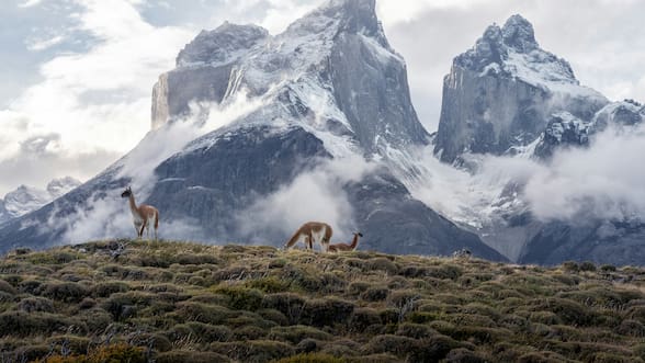La naturaleza como activo: Chile consolida un modelo de conservación que atrae inversión extranjera
