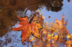 ¿Qué es y cómo se produce el “olor a lluvia”?