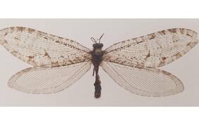 “Súper raro”: El gigantesco insecto de la era de los dinosaurios descubierto en un supermercado