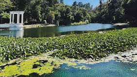 Cierran por dos semanas laguna del Jardín Botánico de Viña del Mar tras detectar gripe aviar en ganso asilvestrado