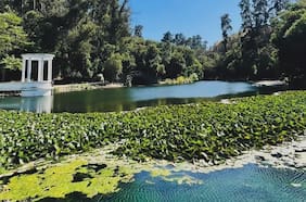 Así luce el Jardín Botánico de Viña del Mar a un año del mega incendio