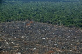 Bolsonaro y gobierno de Brasil ocultaron datos de deforestación en la Amazonía por cumbre climática COP26