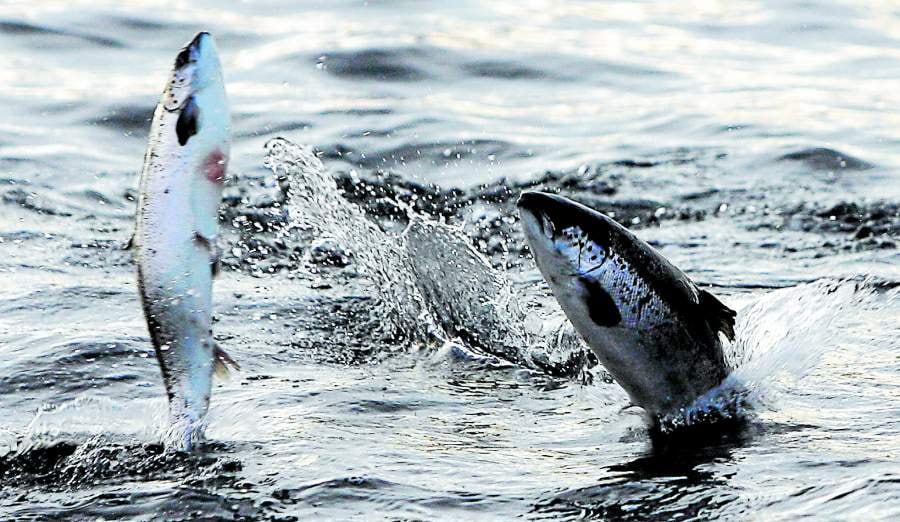 Superintendencia aprueba programas de cumplimiento por sobreproducción de salmoneras