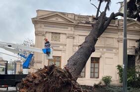 Municipalidad de Santiago transformará en obra de arte árbol caído en el Palacio Cousiño: se mantendrá en el recinto