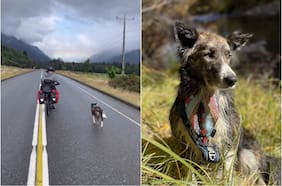 La historia de la mochilera estadounidense que adoptó una quiltra en su paso por Chile