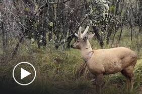Día internacional del Huemul: inauguran el primer centro de rescate de fauna silvestre en Huilo Huilo
