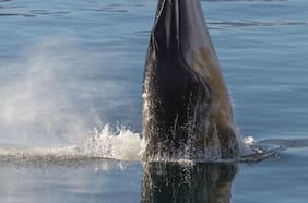 Usando Inteligencia Artificial, científico chileno descubre el canto de una ballena minke