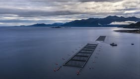 Salmones Camanchaca duplica ganancias gracias a mejores cosechas: Proyecta producción histórica para 2025