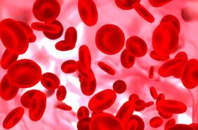 Científicos descubren una nueva célula en nuestro cuerpo que podría curar la anemia