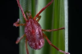 ¿Qué tan peligroso y mortal es el “Tifus de los matorrales”?