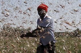 Kenia | Crean fertilizante y alimento para animales con la plaga de langostas