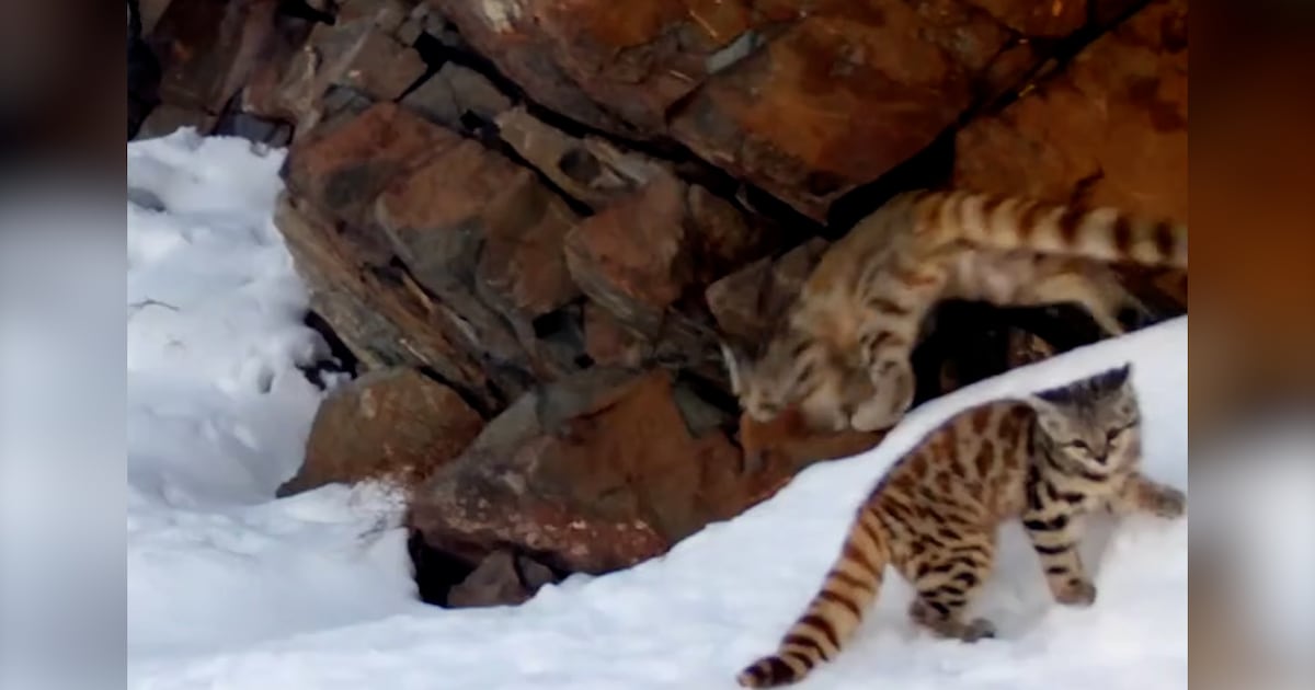 El inusual registro que muestra una gata andina junto a su cría en la cordillera de Santiago
