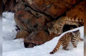 El inusual registro que muestra una gata andina junto a su cría en la cordillera de Santiago