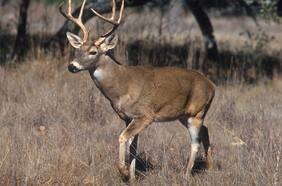 Mientras el Covid retrocede surge una nueva preocupación: el virus está circulando en animales silvestres que tuvieron contacto con basuras contaminadas generadas por el hombre