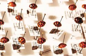 La pesadilla de Darwin