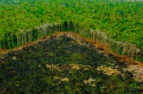 El tamaño del área deforestada en el Amazonas equivale a 7 veces la ciudad de Nueva York