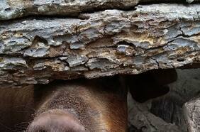 ¿Es posible que animales que viven en Chile desaten una nueva pandemia?