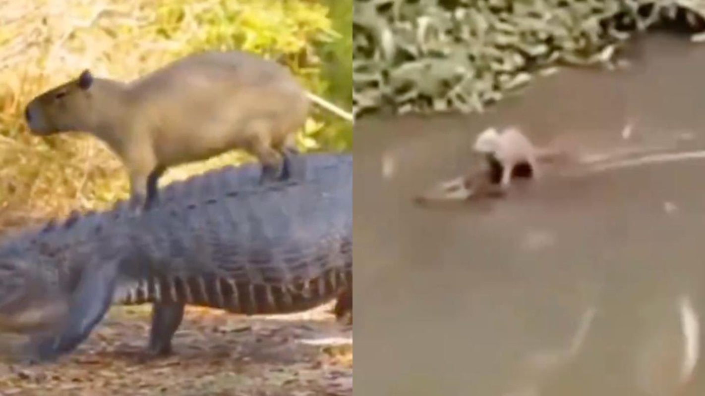 El boom del capibara en Chile: ¿Por qué nos gustan tanto estos roedores?