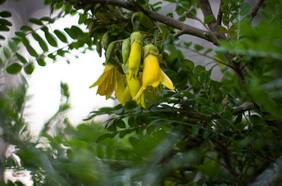 Esta es la realidad del toromiro en Chile, el árbol “extinto” que sobrevivió al incendio del Jardín Botánico