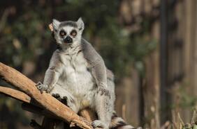 Buin Zoo reabre sus puertas justo a tiempo para las vacaciones de invierno