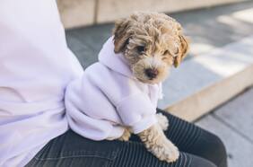 ¿Es bueno ponerle ropa a los perros en invierno? Cuándo y cómo abrigar a tu mascota