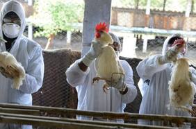 ¿Vuelve la gripe aviar? El preocupante potencial pandémico del virus H9N9