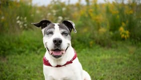 Demencia en perros: cómo identificar esta enfermedad en tu mascota