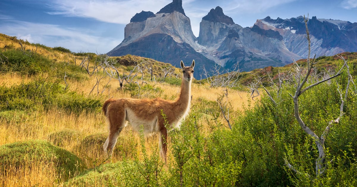Cobros excesivos de electricidad: el desafío de la compensación y la regulación en Chile después del error del IPC