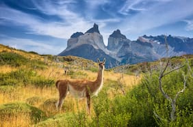 Organizaciones ambientales llaman a las candidaturas a comprometerse con el medioambiente