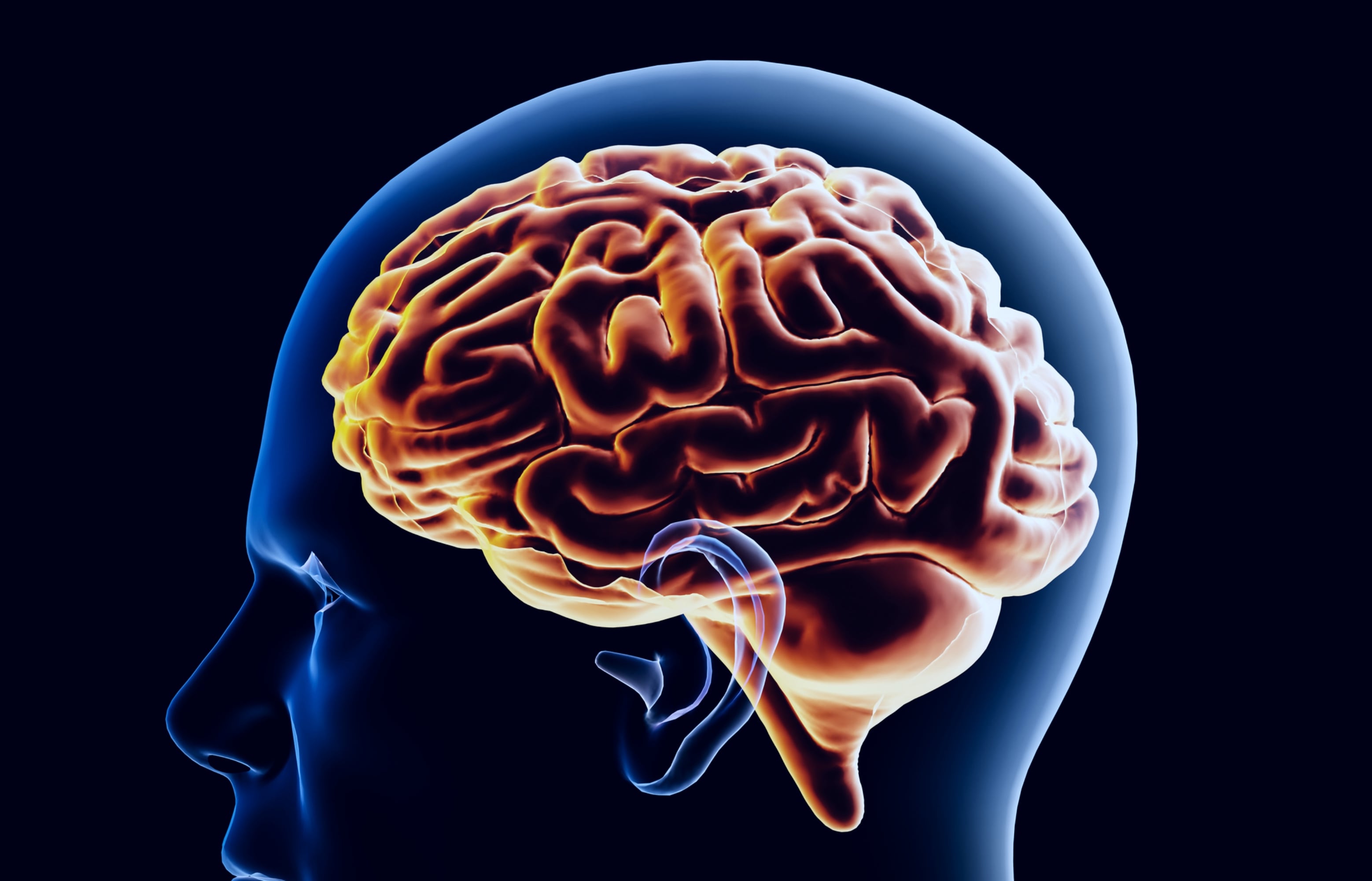 Por qué el cerebro humano no es uno, sino dos órganos, según una investigación liderada por Stanford. Foto: referencial.