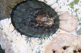 La inesperada especie que podría invadir la Antártica