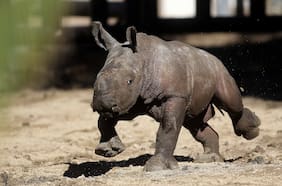 Atanasio: el primer rinoceronte blanco nacido en Latinoamérica durante la pandemia