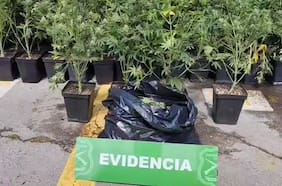 Hallan domicilio con más de 150 plantas de marihuana en La Pintana tras persecución a sujeto que huyó de control