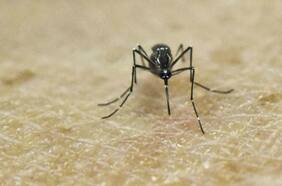 Declaran alerta amarilla en la Región de Arica tras “preocupante” aumento de mosquito vector del dengue