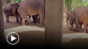 El momento en que nace una cría de elefante en peligro de extinción