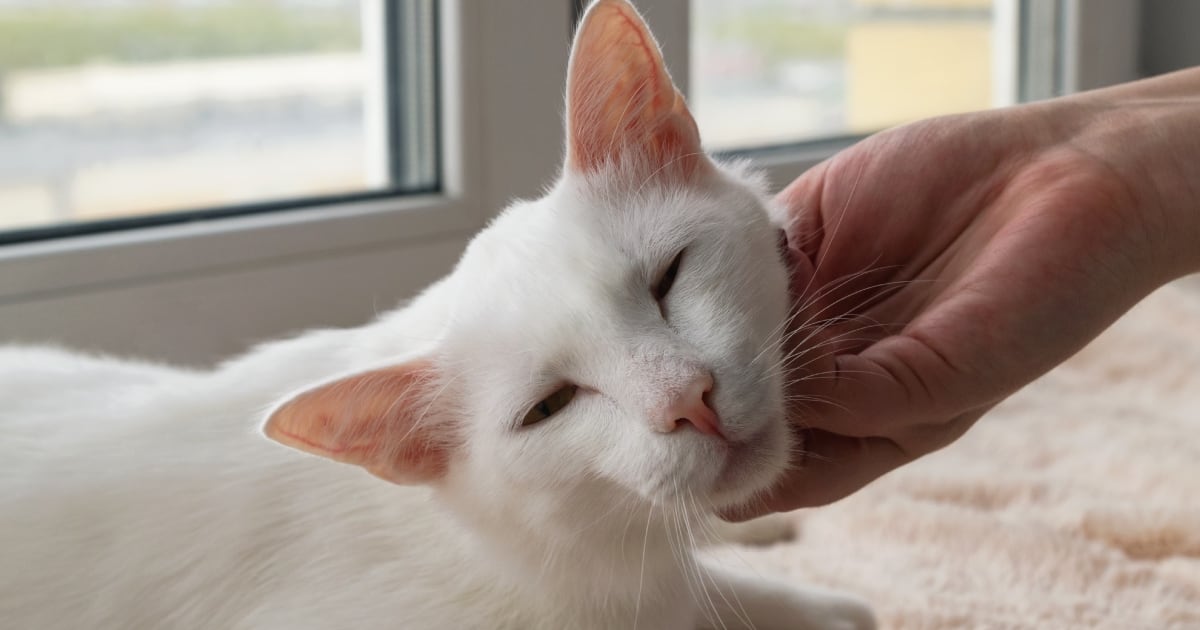 Por qué los gatos domésticos le maúllan más a los hombres que a las mujeres, según un reciente estudio - La Tercera