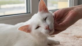 Por qué los gatos domésticos le maúllan más a los hombres que a las mujeres, según un reciente estudio