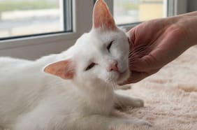 Por qué los gatos domésticos le maúllan más a los hombres que a las mujeres, según un reciente estudio