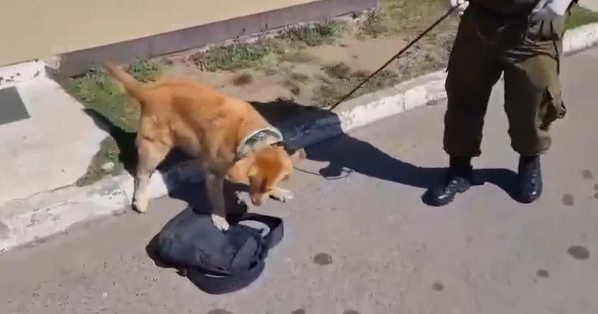 Perro policial fue clave: Carabineros incauta arma y droga en fiscalización a bus interurbano en Lampa