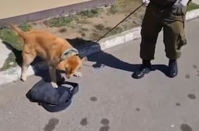 Perro policial fue clave: Carabineros incauta arma y droga en fiscalización a bus interurbano en Lampa