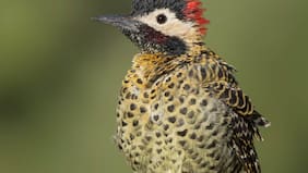 La espectacular historia de los carpinteros reales que cruzaron la cordillera y se asentaron en Chile